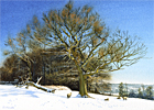A watercolour painting of a tree on Ranmore Common, Surrey after a snowfall at Christmas by Margaret Heath.