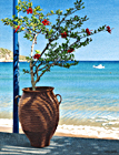 A painting of a hibiscus in a Greek urn beside the beach at Platys Gialos, Sifnos, Greece by Margartet Heath.