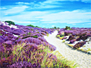 An oil painting of a path through the dunes, Studland, Dorset by Margaret Heath